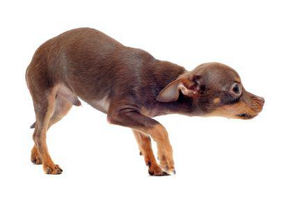 Le chien et la culpabilité