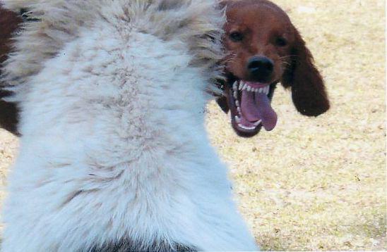 Chien agressif Education Yvelines