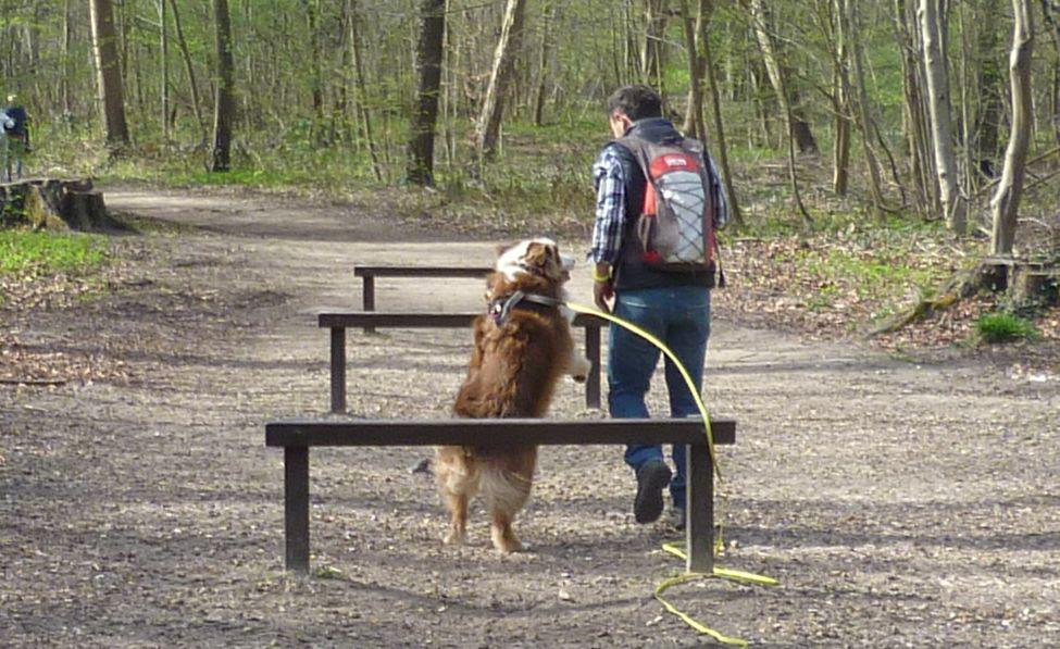 Agility Saint Germain en Laye