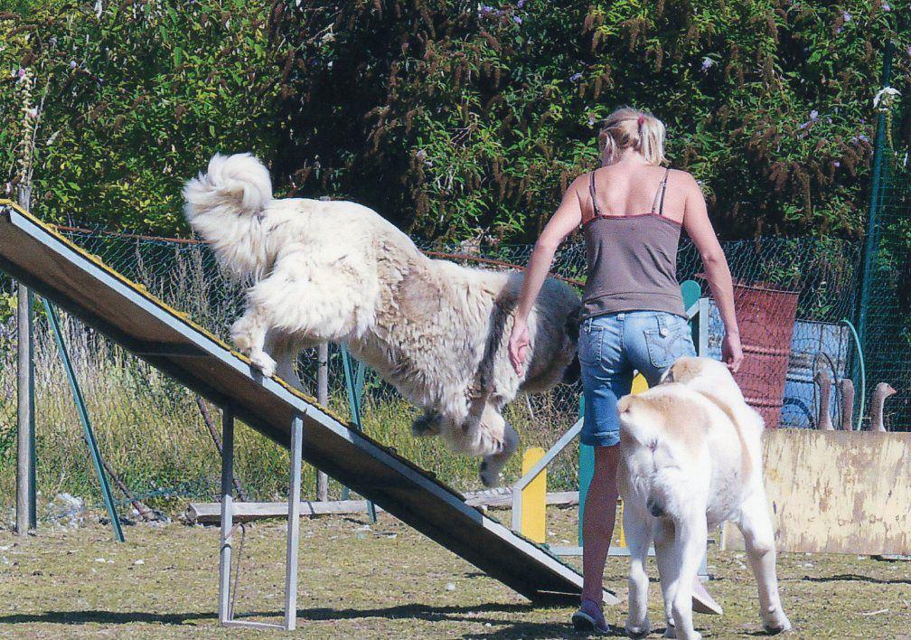 Agility Le Vésinet 78