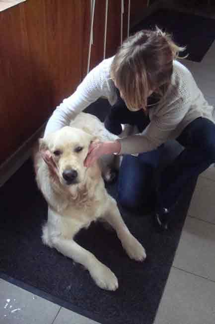 Calmer son chien Saint Germain en Laye