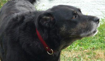 Chien problème d'eczéma résolu
