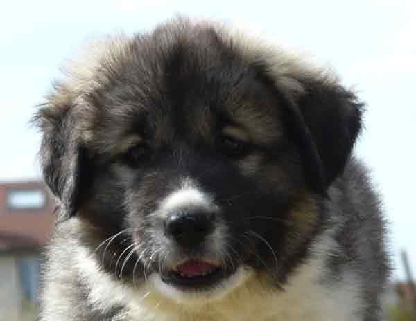 Arrivée d'un chiot