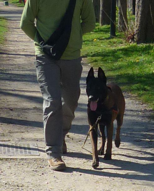 Education canine Andresy