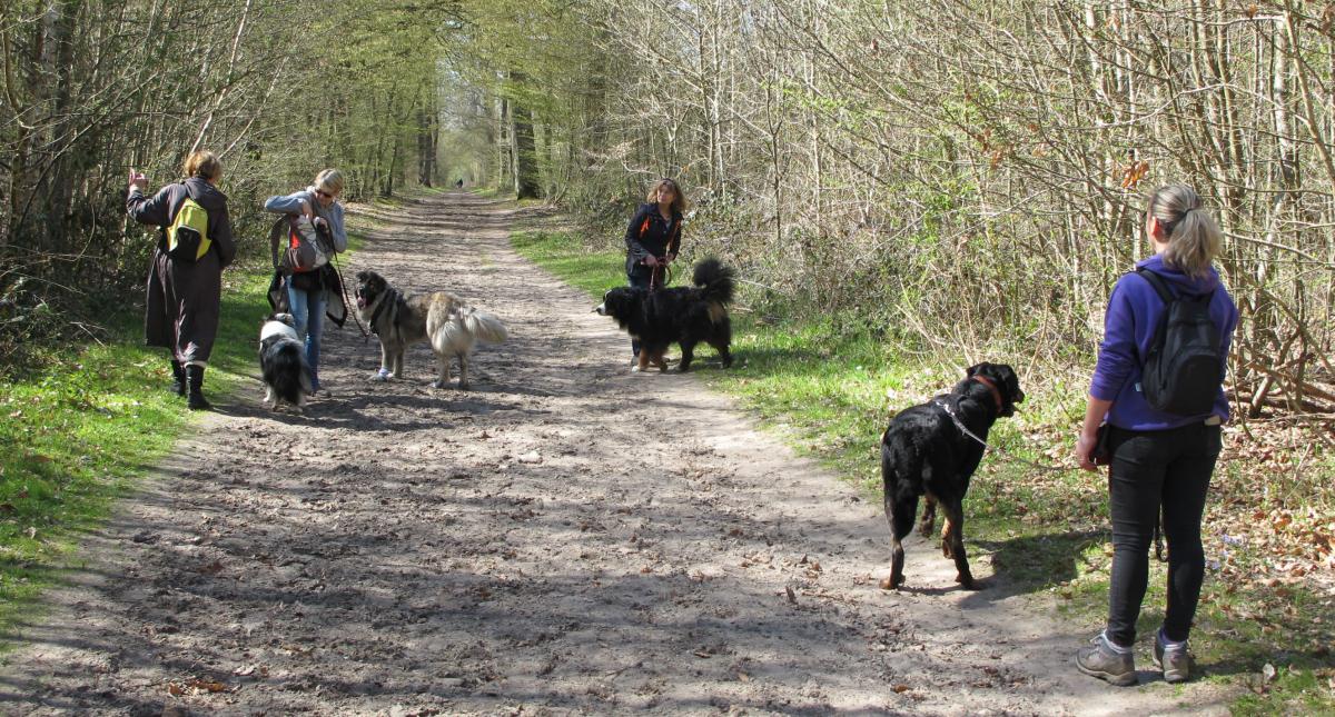 Randonnée canine Yvelines