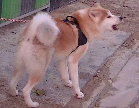 Chien réactif