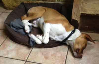 Education canine chiot Saint Germain en Laye