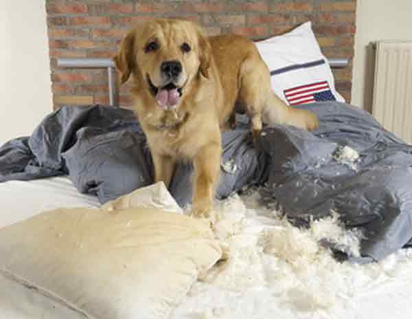 Chien et destructions Yvelines
