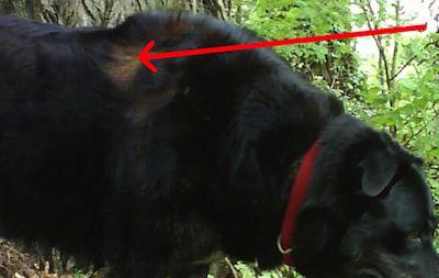Chien problème d'eczéma