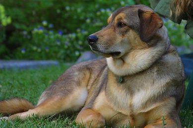 Le comportement du chien dans son environnement
