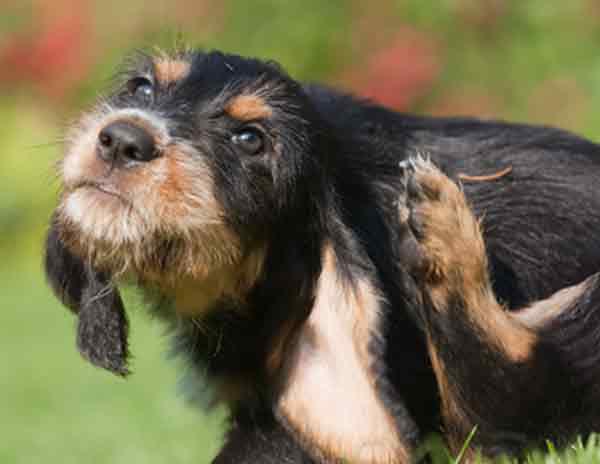 Chien qui se gratte