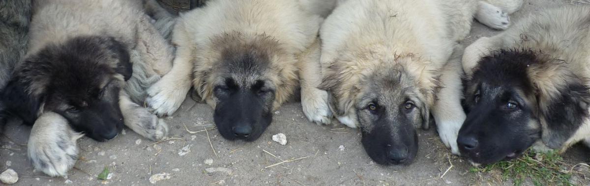Choisir son chiot