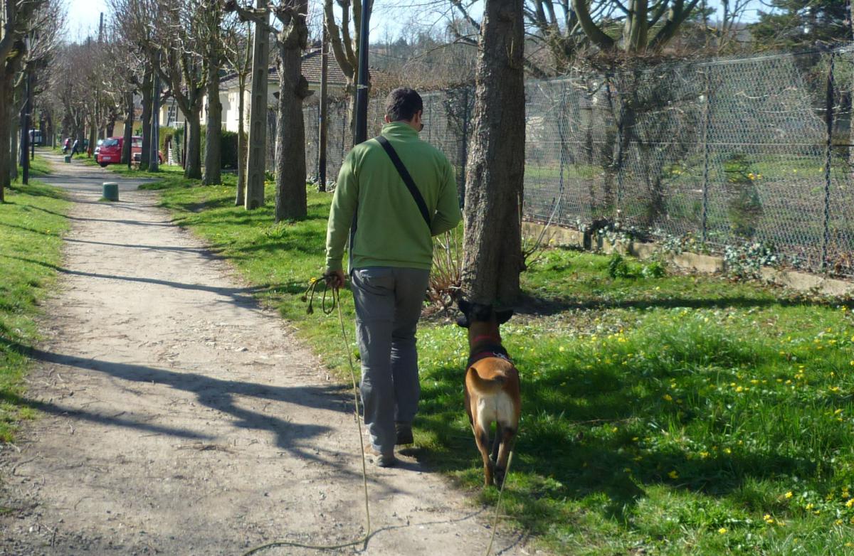 Séance d'éducation Regard de chien