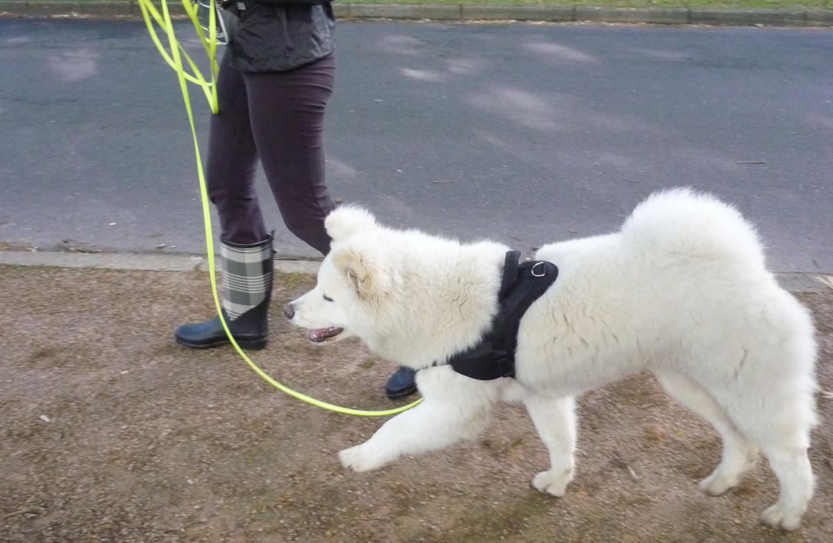 Cours d'éducation chiot