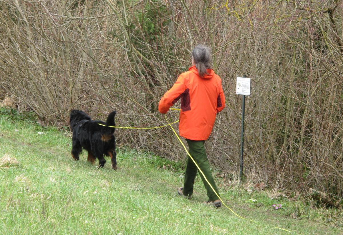 Chien, marche en longe