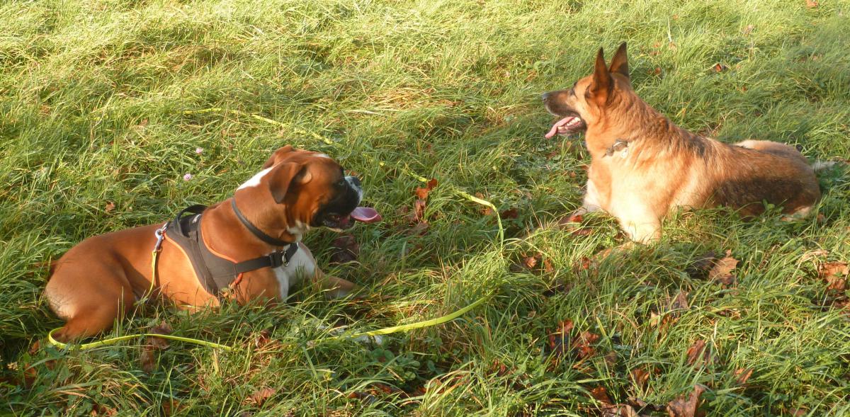Education chien Sartrouville