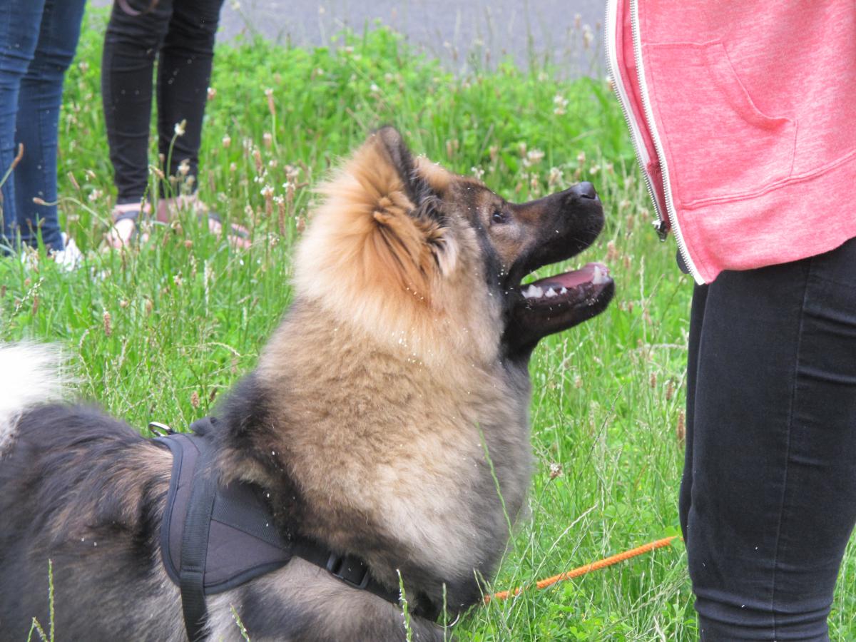 L'attention du chien
