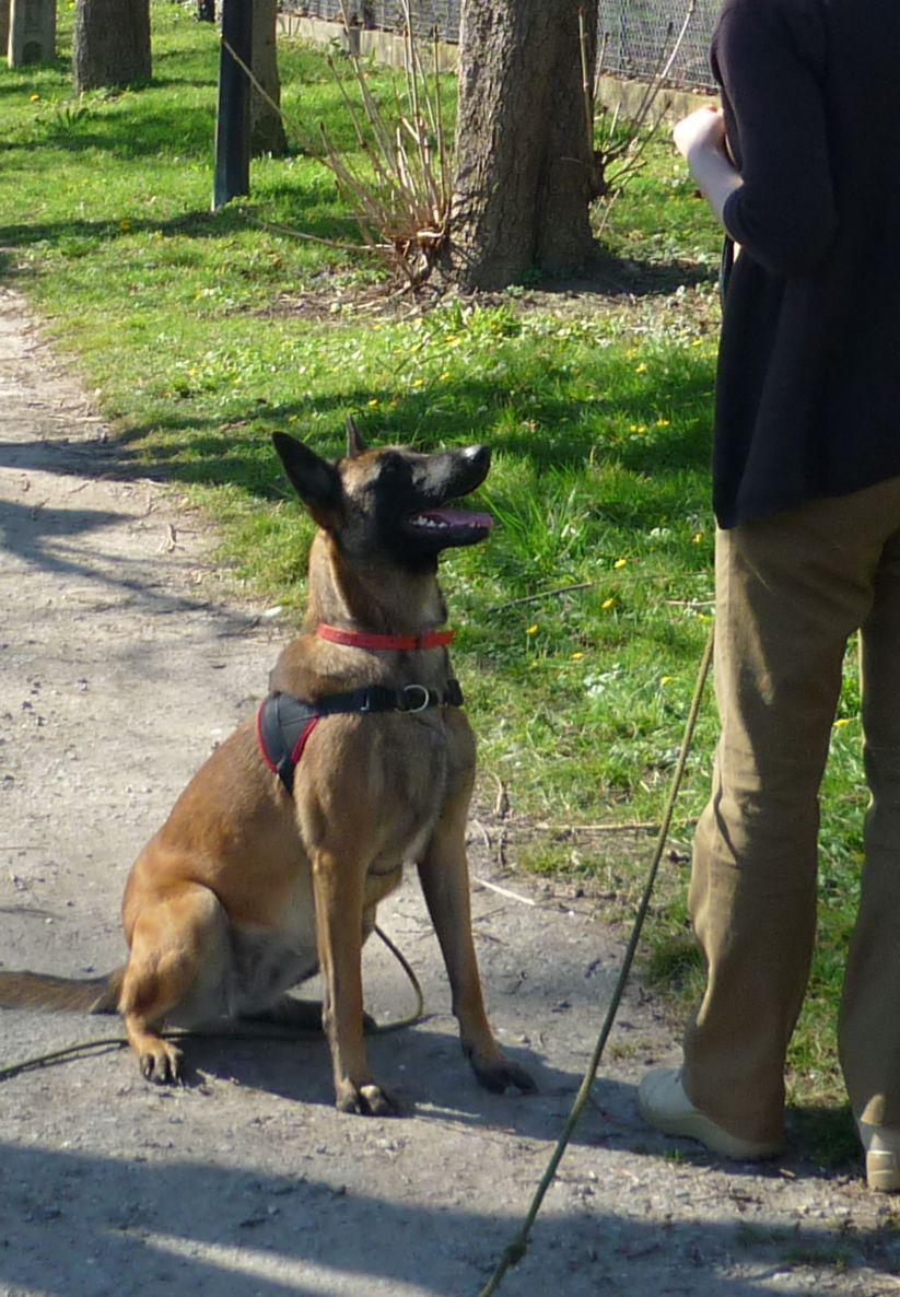 Education canine Conflans Sainte Honorine