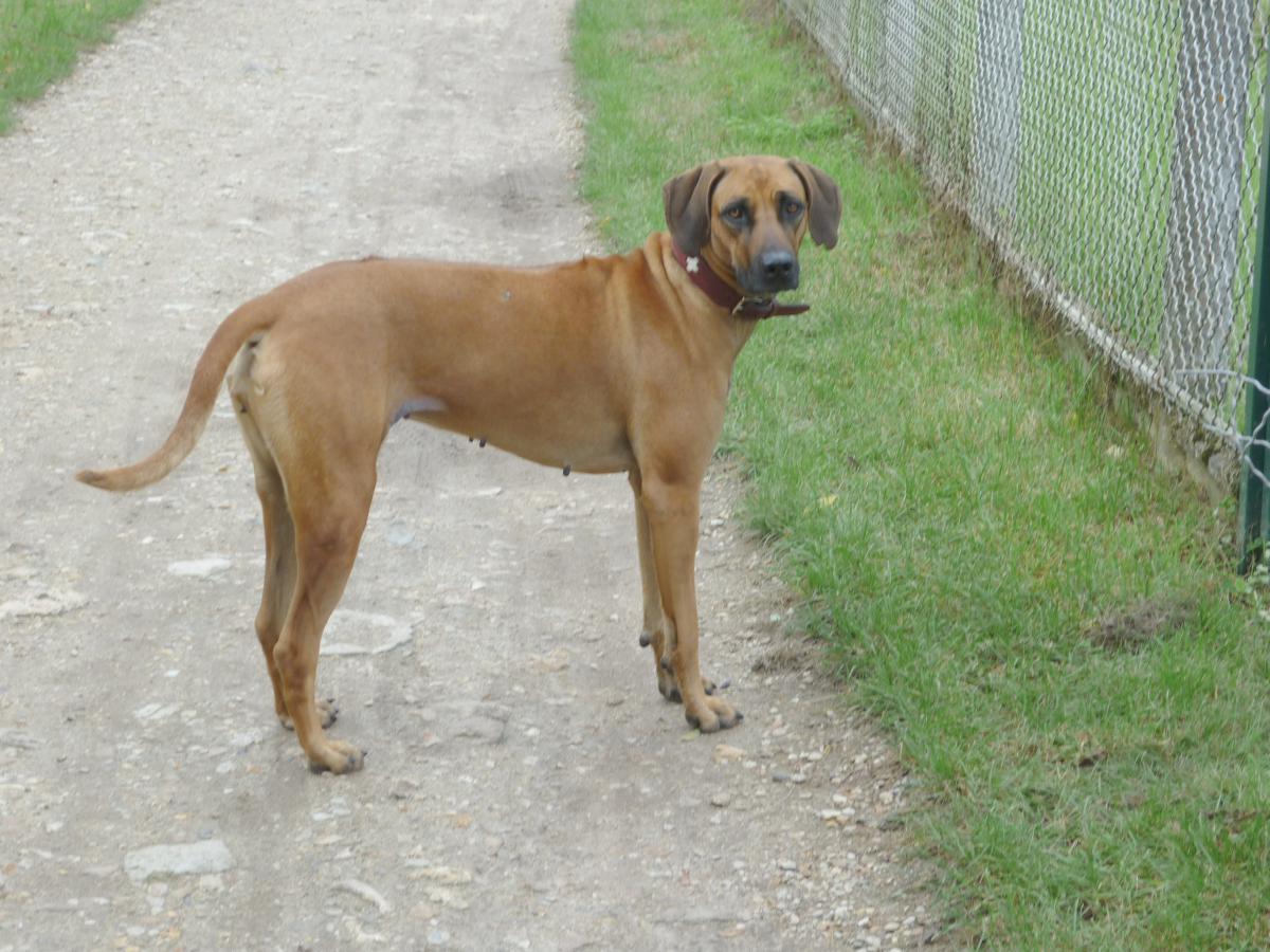 Chien attentif aux déplacements