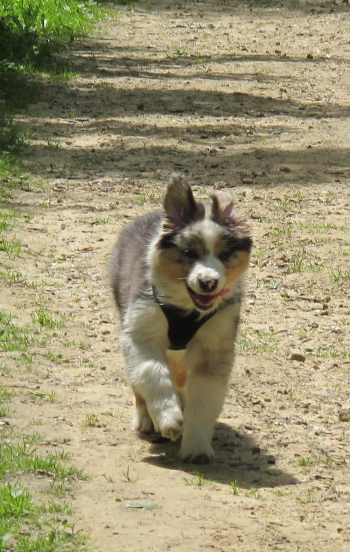 Education du chiot : suivi naturel