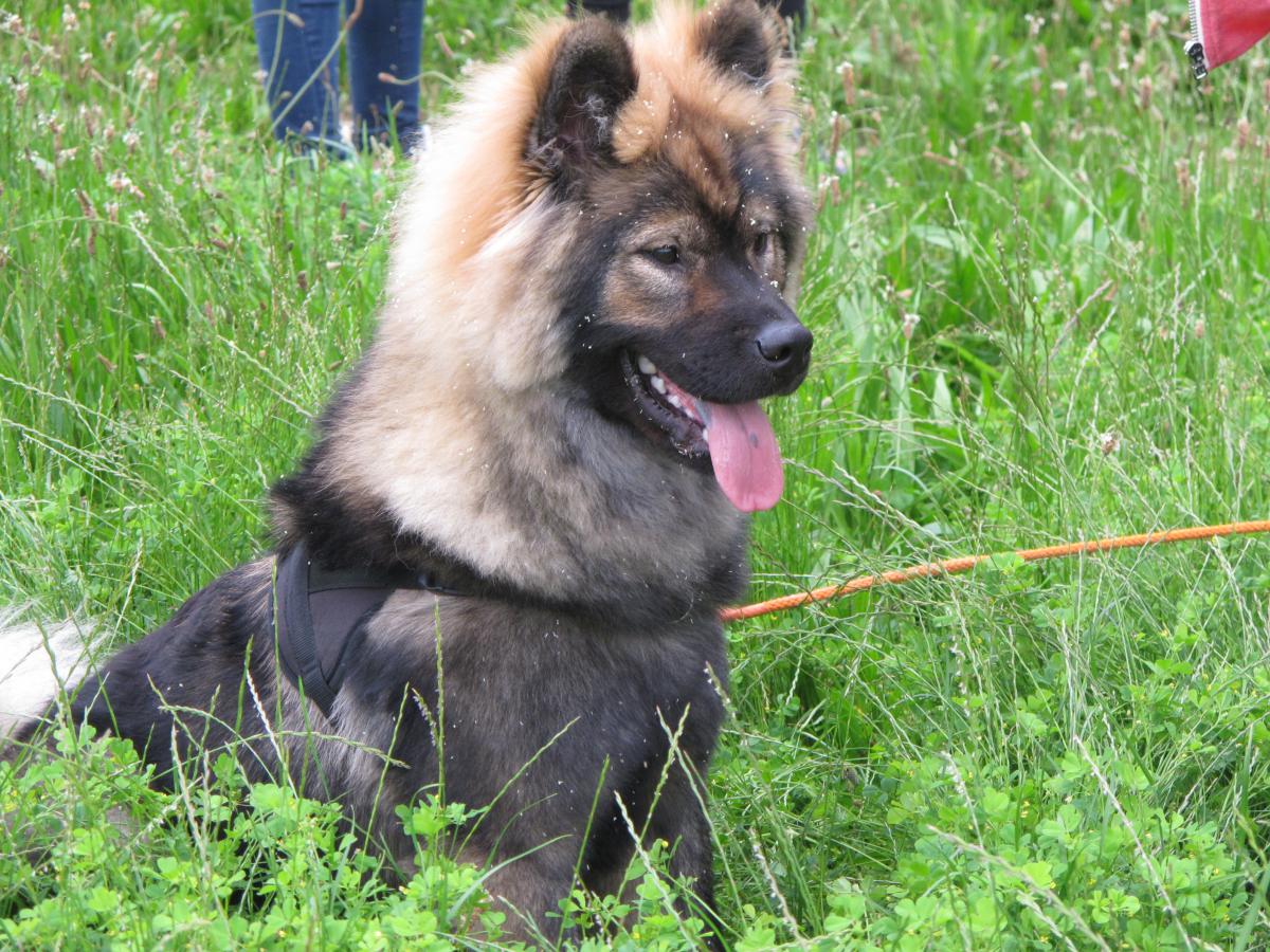 Aider le chien à ne pas se précipiter