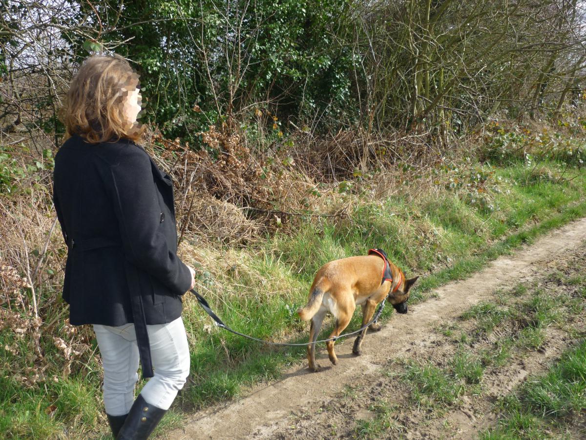 Marche en laisse et flairage