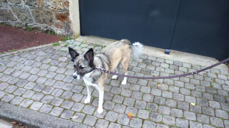 Laisser au chien le temps de s'informer