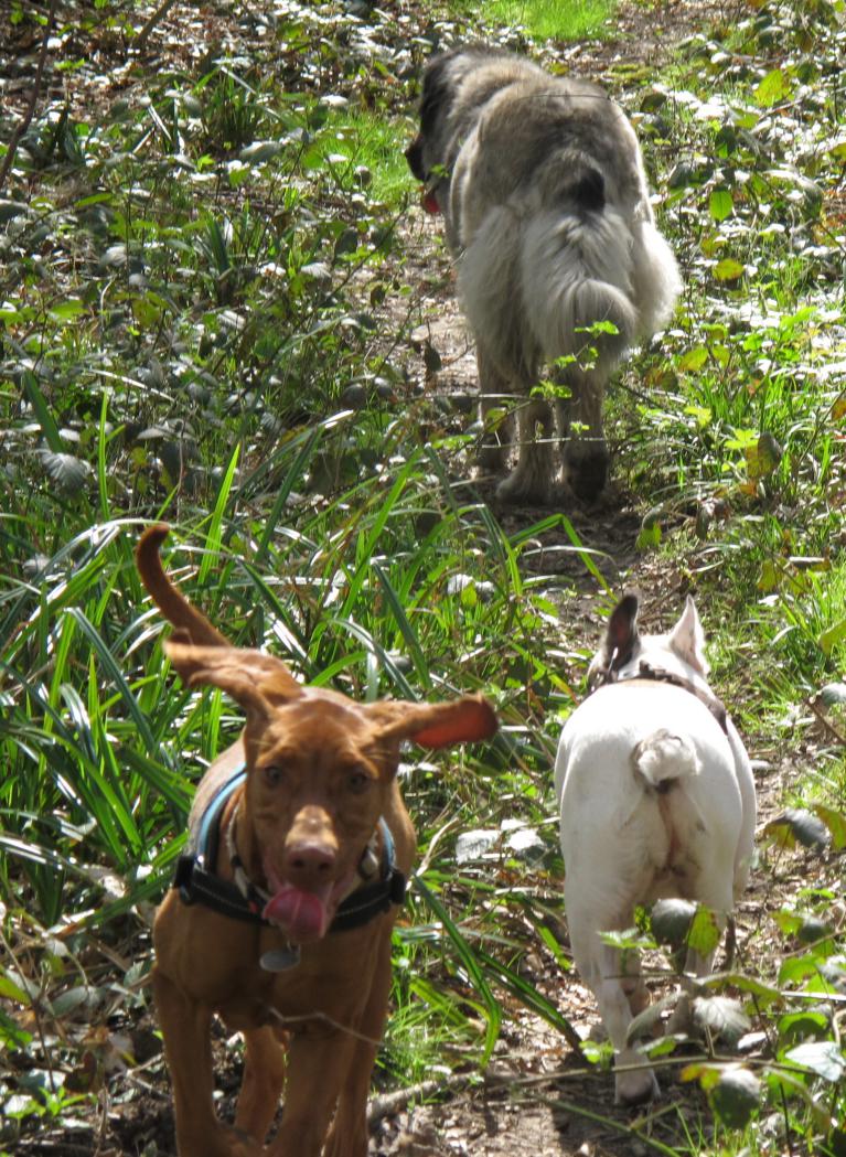 Chien qui rejoint son humain