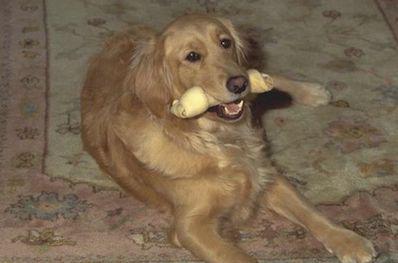 Le comportement du chien dans son contexte