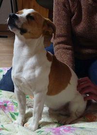 Chien et confiance Le Pecq