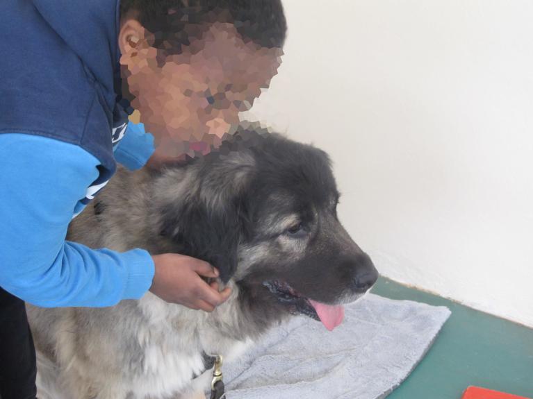 Médiation chien-enfant, on s'encourage