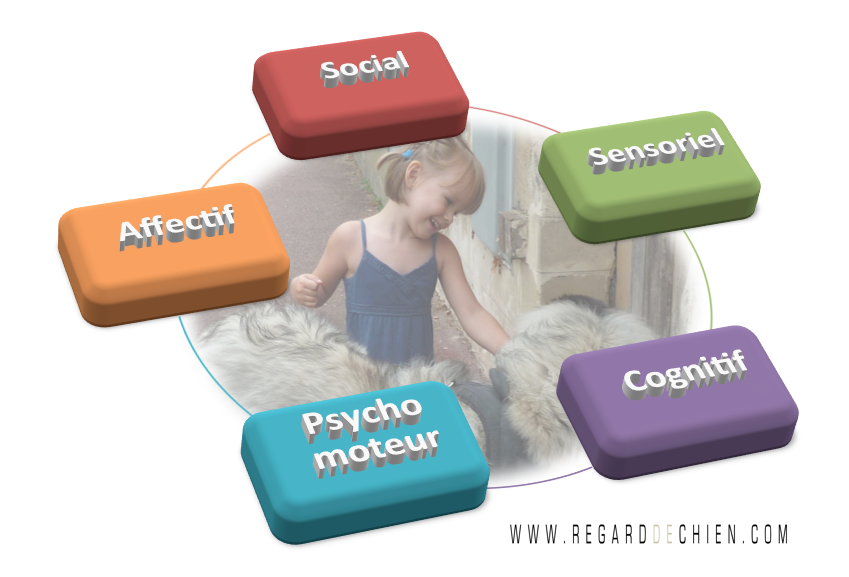 Chien-enfant : social, affectif, sensoriel, psychomoteur, cognitif