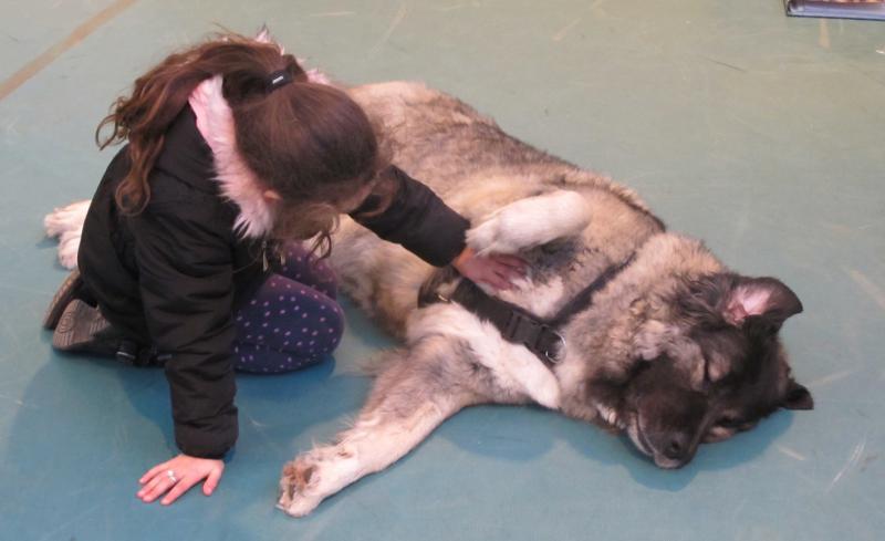 Médiation chien-enfant, le lien par le contact