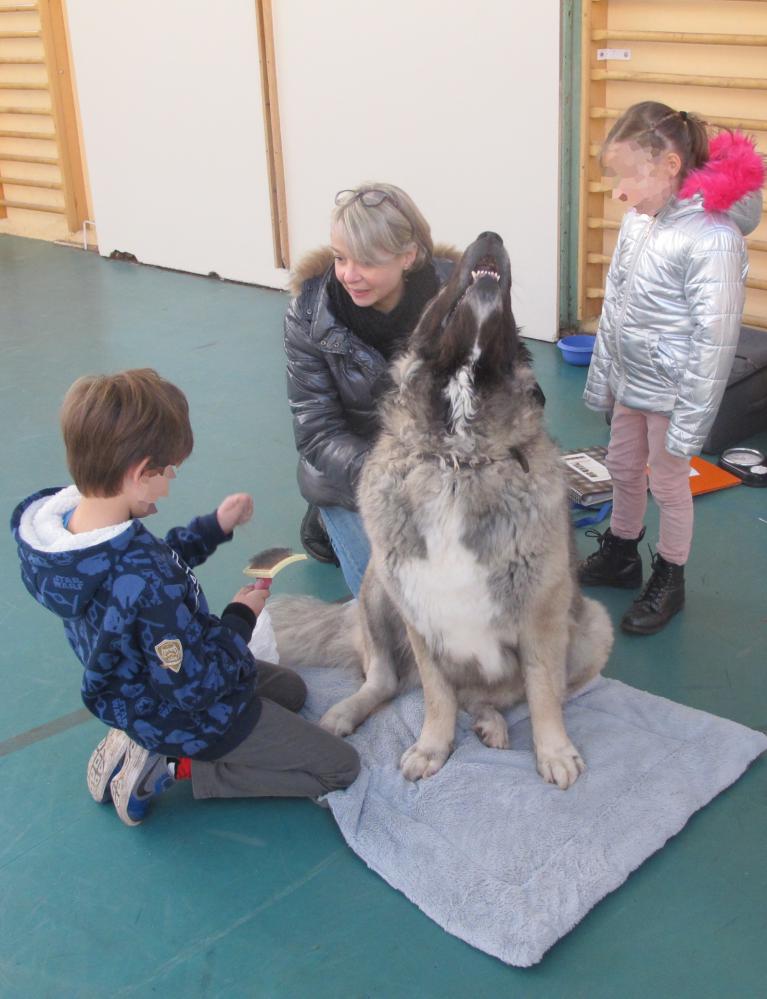 Médiation chien-enfant, le brossage