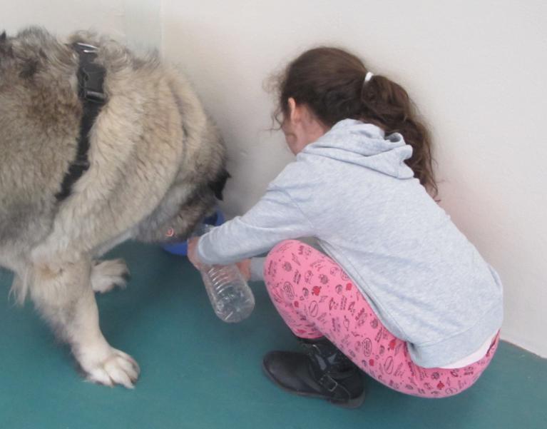 Médiation chien-enfant, je prends soin de toi