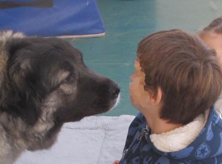 Médiation chien-enfant, on se découvre