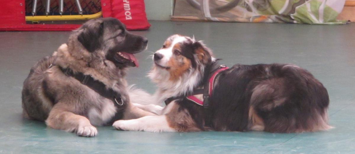 Médiation canine, le choix du chien