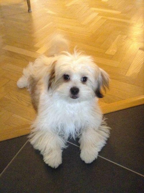 Comportementaliste chien Croissy