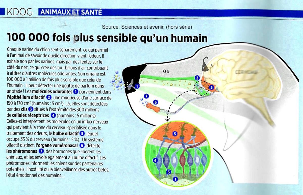 Olfaction chez le chien