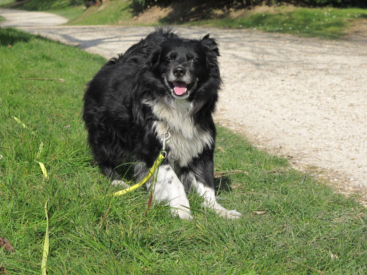 Promenade de chien au Vésinet 78