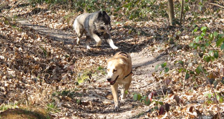 Promenade chiens Croissy