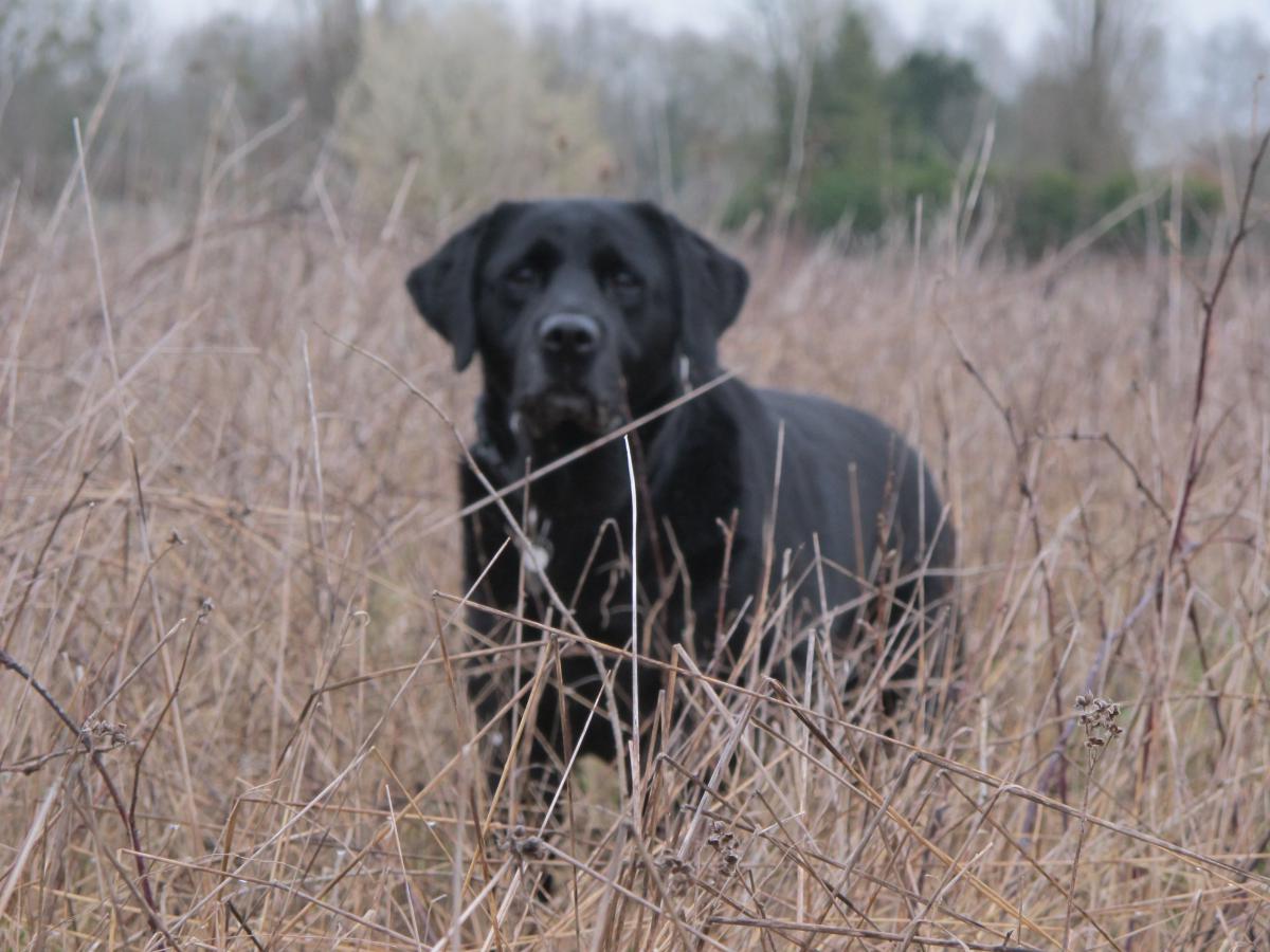 Promenade canine Yvelines