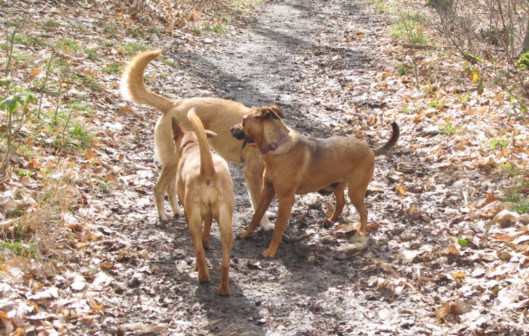 Sortie canine Saint Germain en Laye