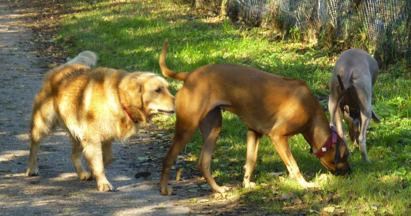 Promenades chiens Regard de chien