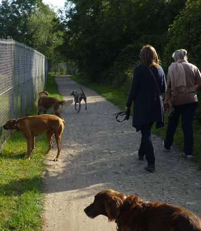 Sortie canine Le Vésinet