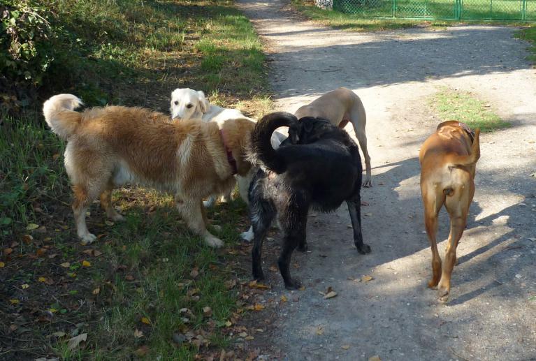 Promenades chiens Saint Germain en Laye