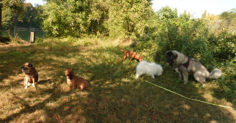 Promenades chiens Chatou