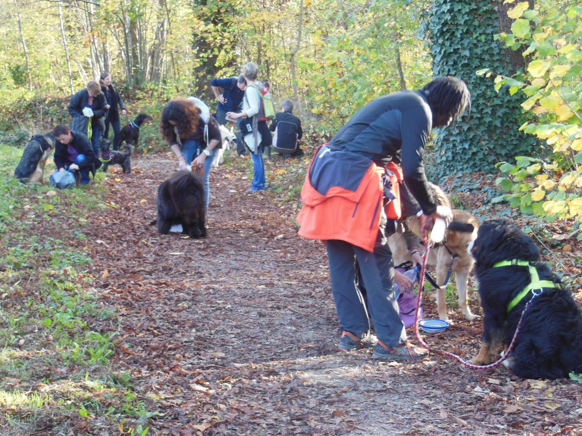 randonnée canine Saint Germain en Laye
