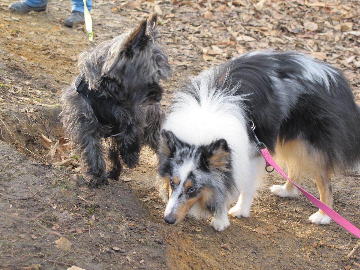 Randonnée canine Saint Germain en Laye