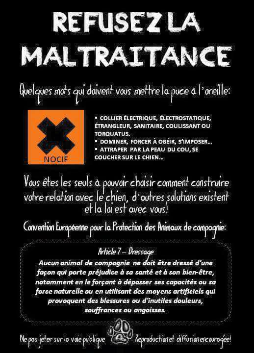 Chiens Refusez la maltraitance
